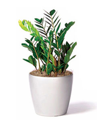 A potted plant